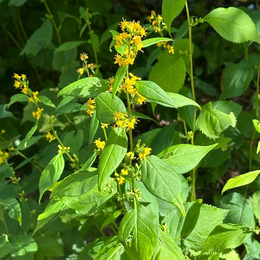 Solidago flexicaulis - Royal Botanical Garden-Canada