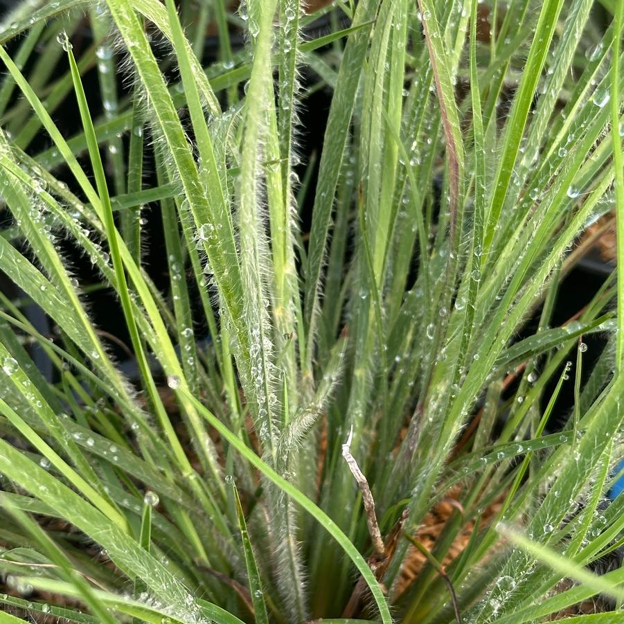 Schizachyrium scoparium 'Ha Ha Tonka' - Little Bluestem from Pleasant Run Nursery