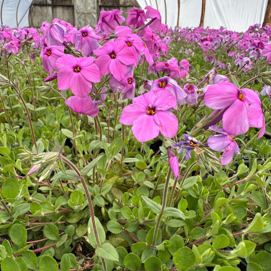 Phlox stolonifera 'Pink Ridge' - Creeping Phlox from Pleasant Run Nursery