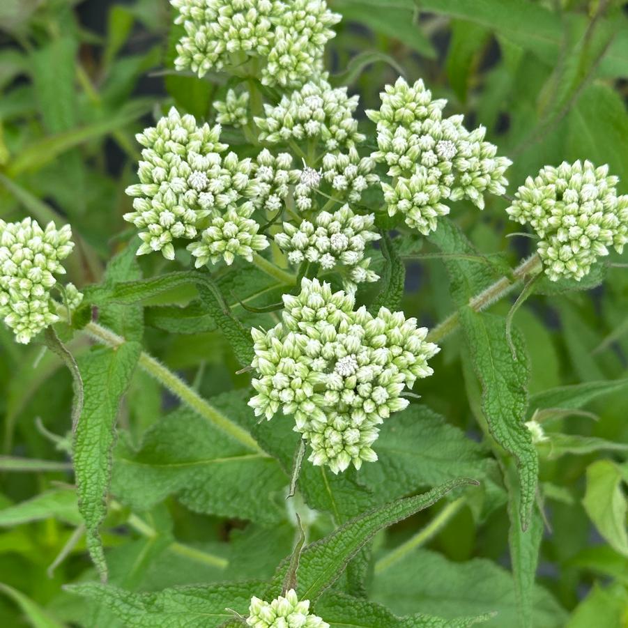Eupatorium perfoliatum - American Boneset from Pleasant Run Nursery