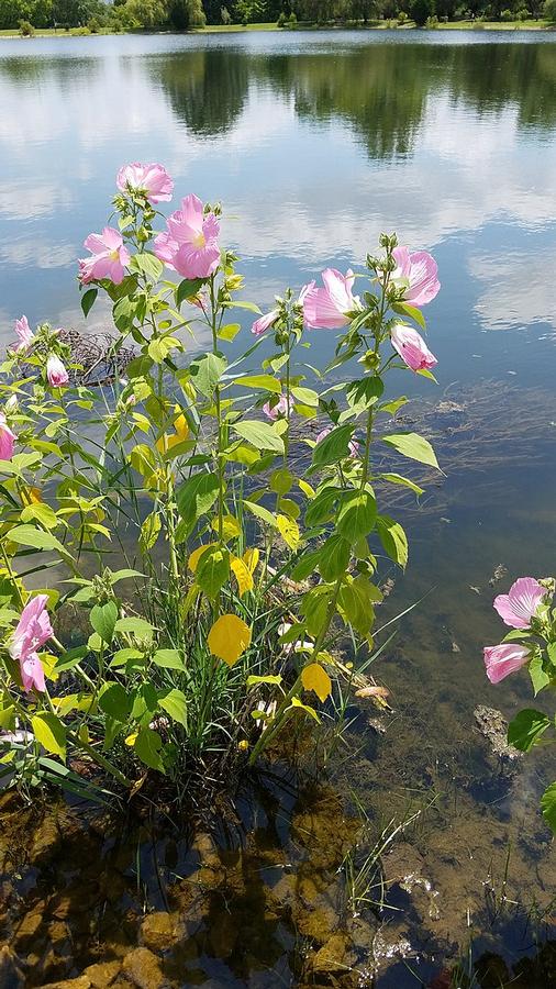Hibiscus moscheutos - Rose Mallow 