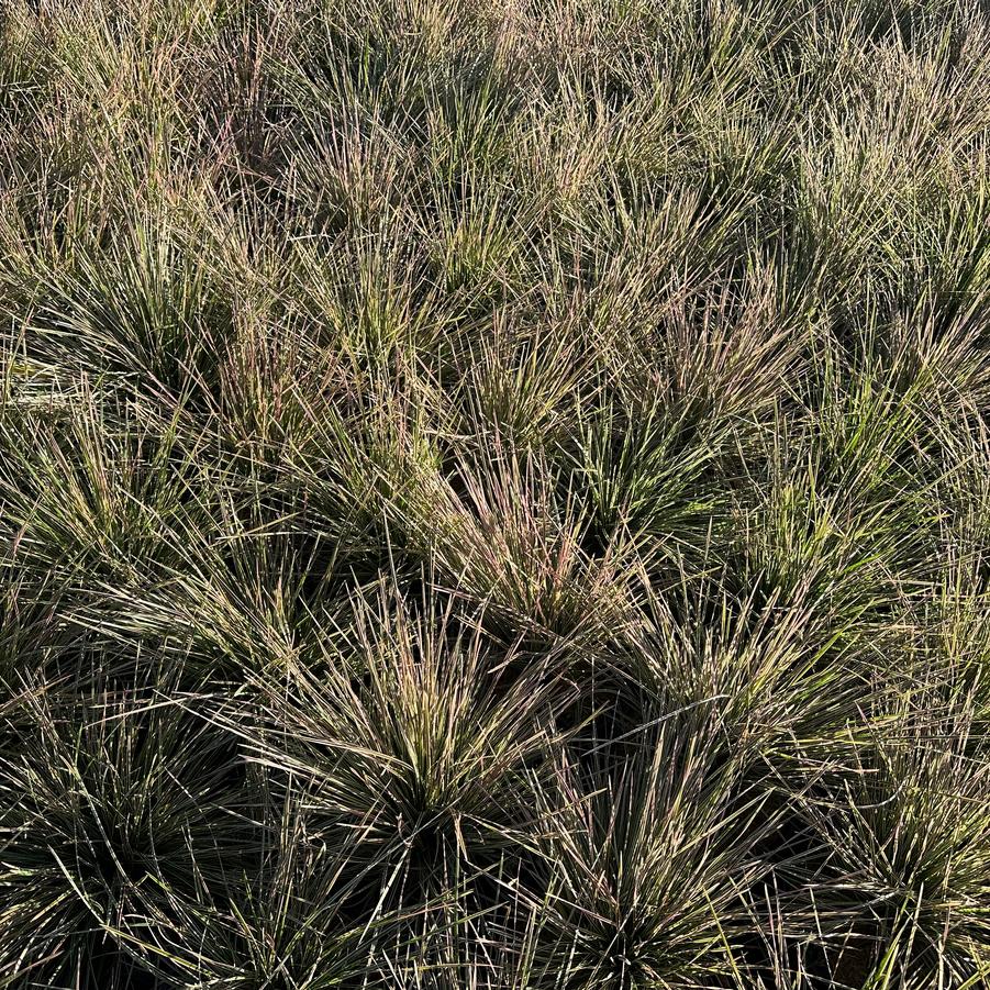 Deschampsia cespitosa 'Northern Lights' - Tussock Grass from Pleasant Run Nursery