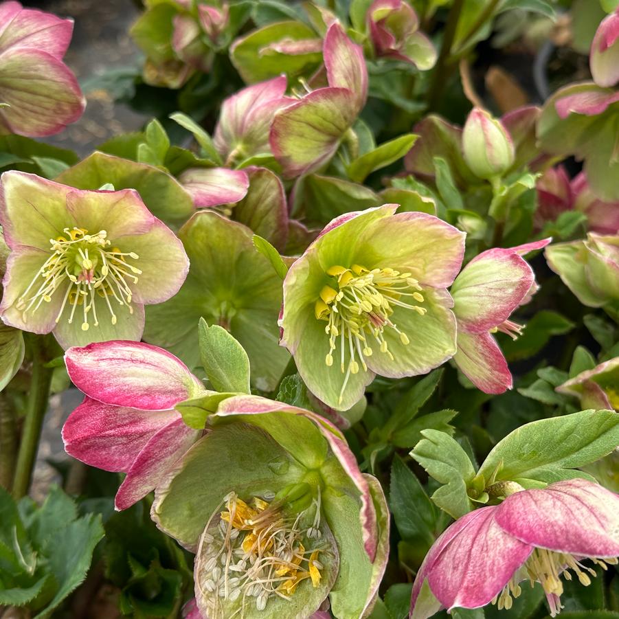 Helleborus x glandorfensis HGC� Ice N' Roses� 'Carlotta' - Hybrid Hellebore from Pleasant Run Nursery