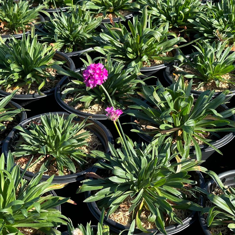 Armeria pseudarmeria 'DREAMERIA Vivid Dreams' - Great Thrift from Pleasant Run Nursery