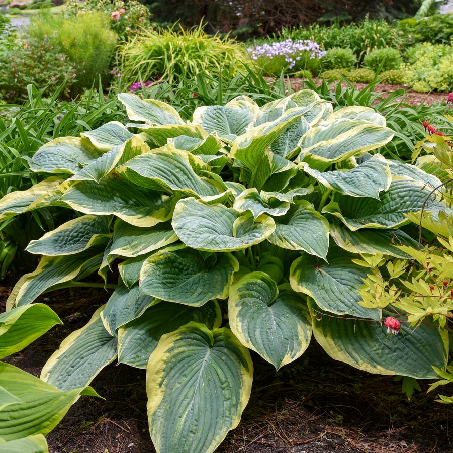 Hosta 'Gigantosaurus' - Plantain Lily (Photo courtesy of Walters Gardens, Inc.)