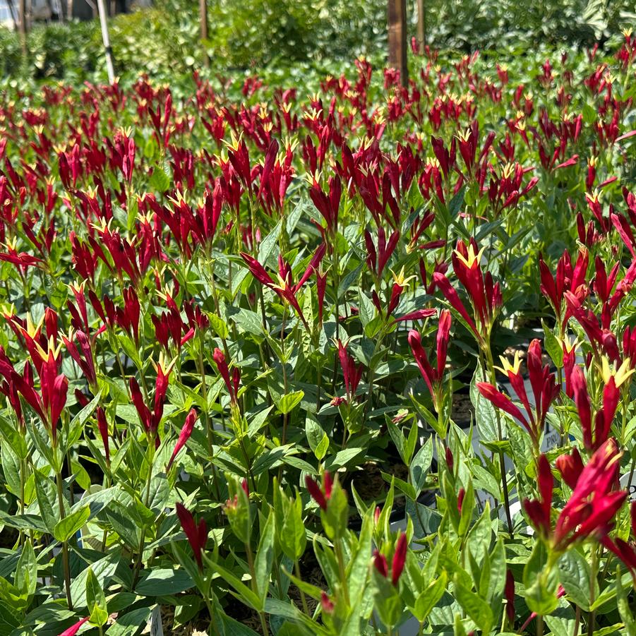 Spigelia marilandica 'Apple Slices' - Indian Pink from Pleasant Run Nursery