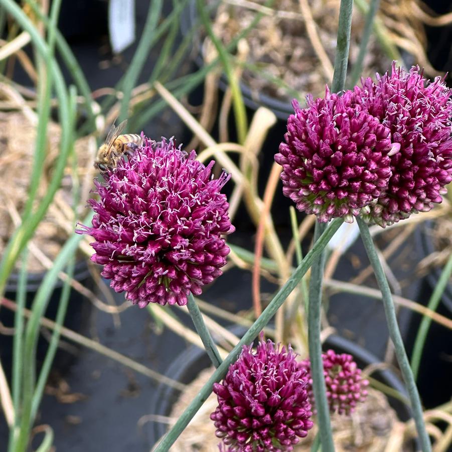 Allium sphaerocephalon - Drumstick Allium from Pleasant Run Nursery