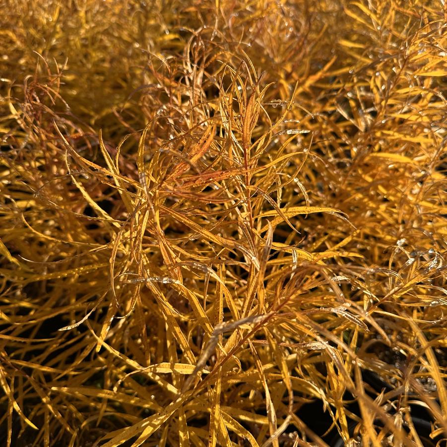 Amsonia hubrichtii Butterscotch™ - Arkansas Amsonia from Pleasant Run Nursery