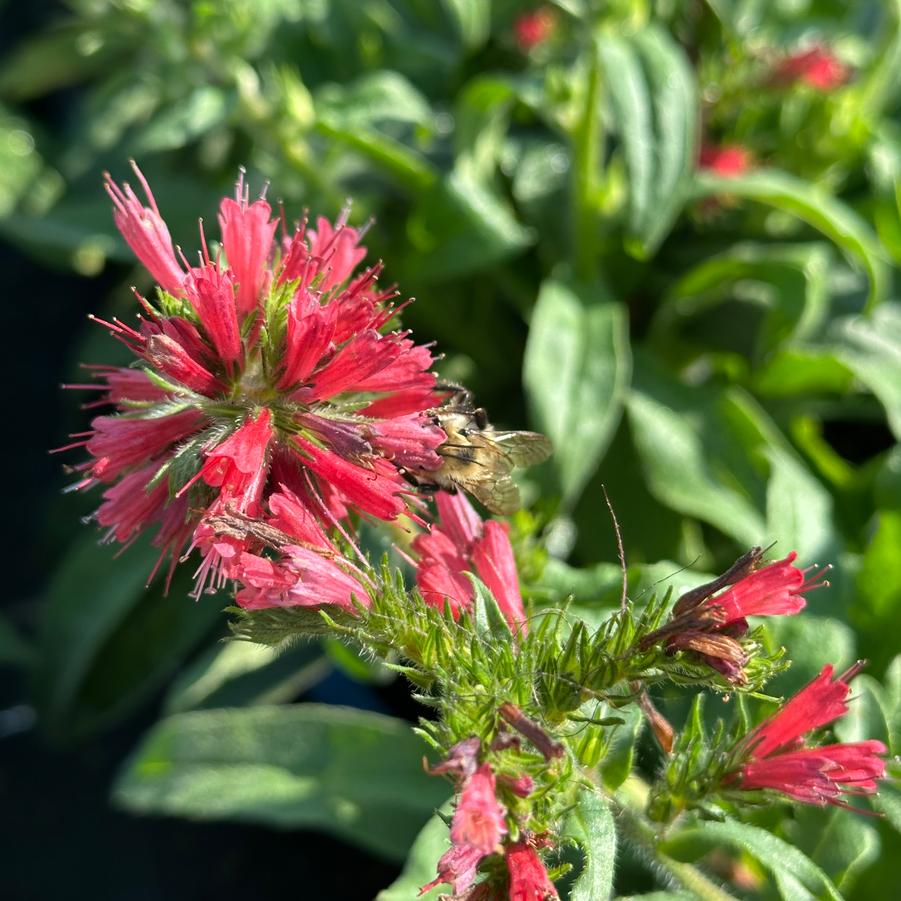 Echium amoenum 'Red Feathers' - Iranian Borage from Pleasant Run Nursery