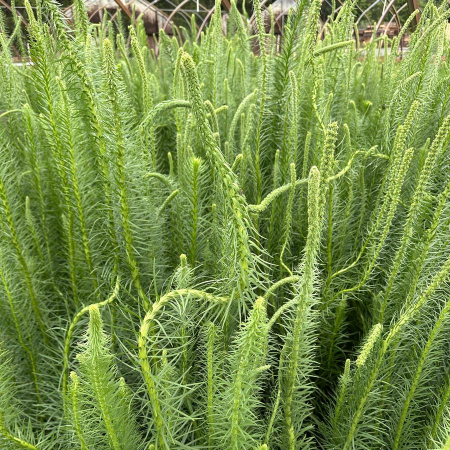 Liatris pycnostachya 'Lavender Glowsticks' - Prairie Blazing Star from Pleasant Run Nursery