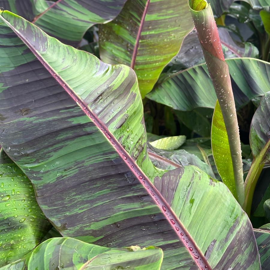 Musa sikkimensis 'Ever Red' - Hardy Banana from Pleasant Run Nursery