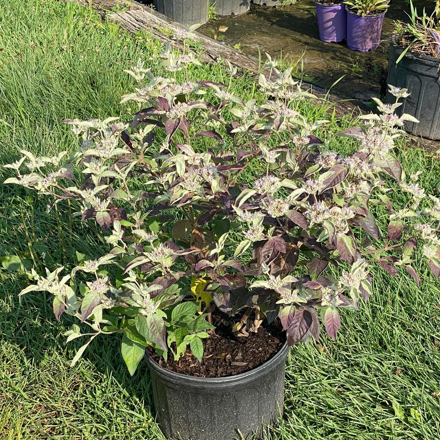 Pycnanthemum x 'Smokey Mountain Mint' - Mountain Mint Photo: Intrinsic Introductions