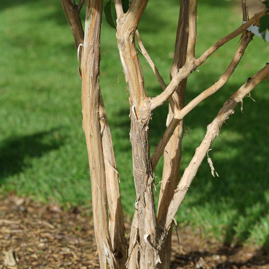 Heptacodium miconioides Temple of Bloom® - Seven-Sun Flower (Courtesy of Proven Winners)