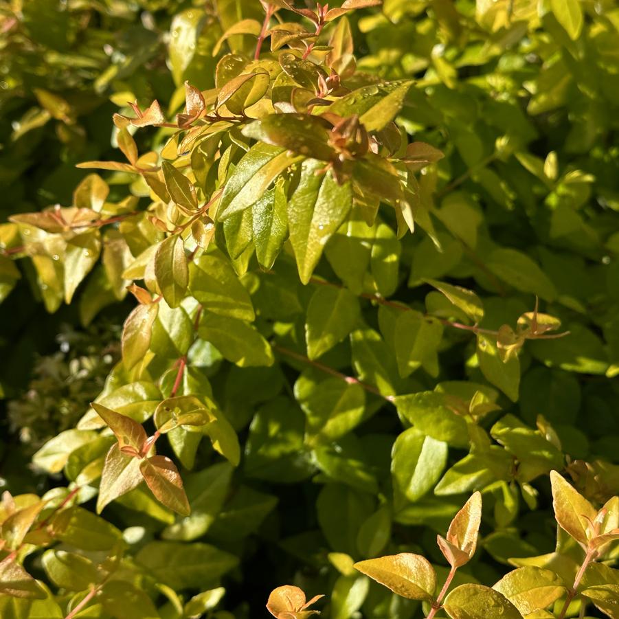 Abelia x Peach Perfection® - Abelia from Pleasant Run Nursery