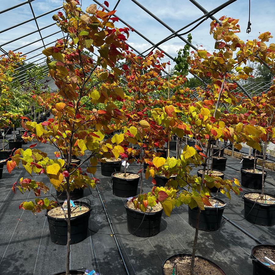 Cercis canadensis 'Hearts A'Fire™' - Eastern Redbud from Pleasant Run Nursery