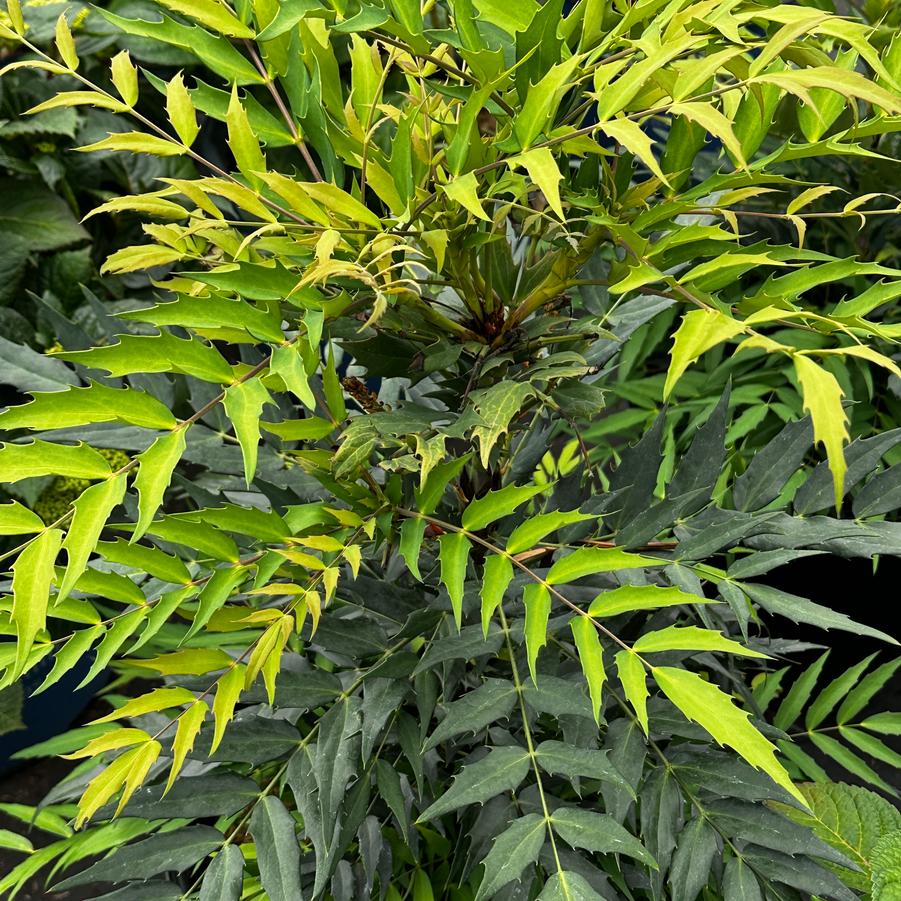 Mahonia x 'Funky Flow™' - Mahonia Hybrid from Pleasant Run Nursery