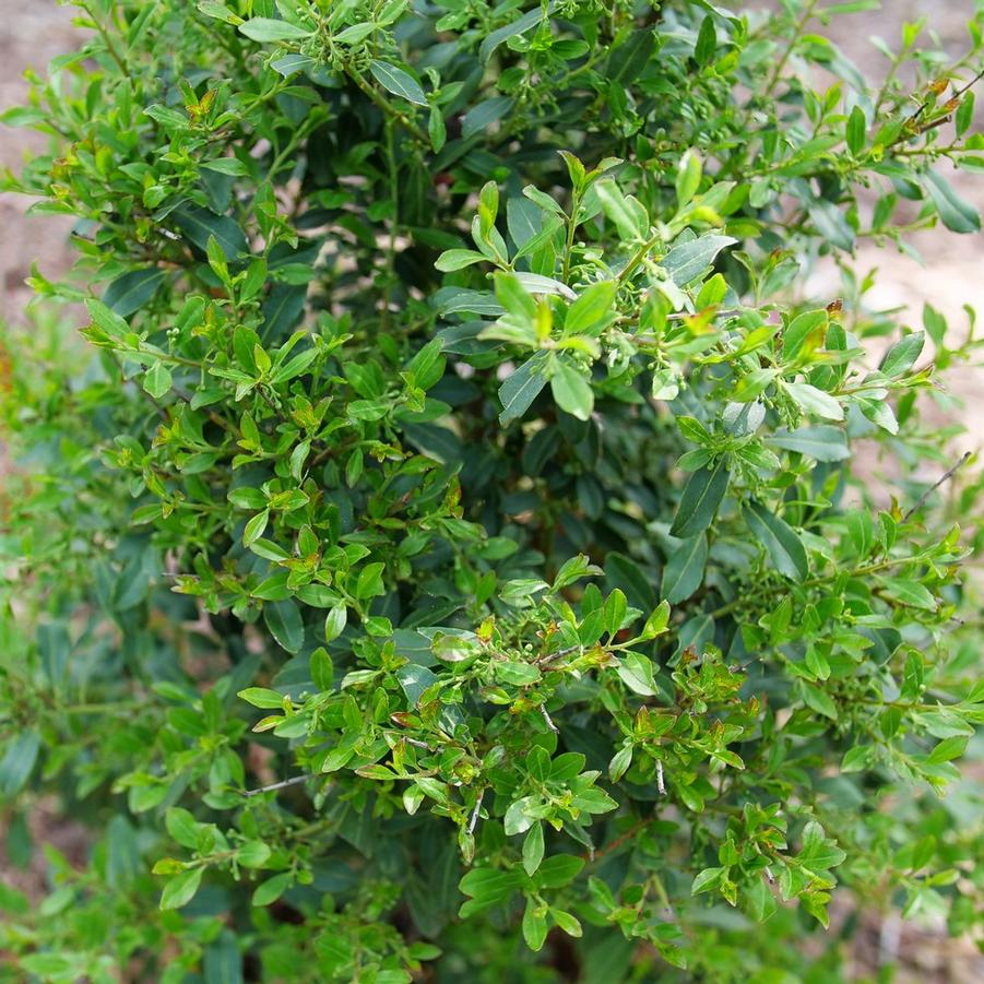 Ilex glabra Squeeze Box� - Inkberry Holly (Courtesy of Proven Winners) 