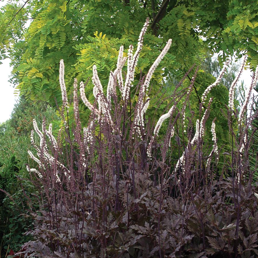 Actaea simplex 'Black Negligee' - Kamchatka Bugbane Photo courtesy of TERRA NOVA® Nurseries, Inc.