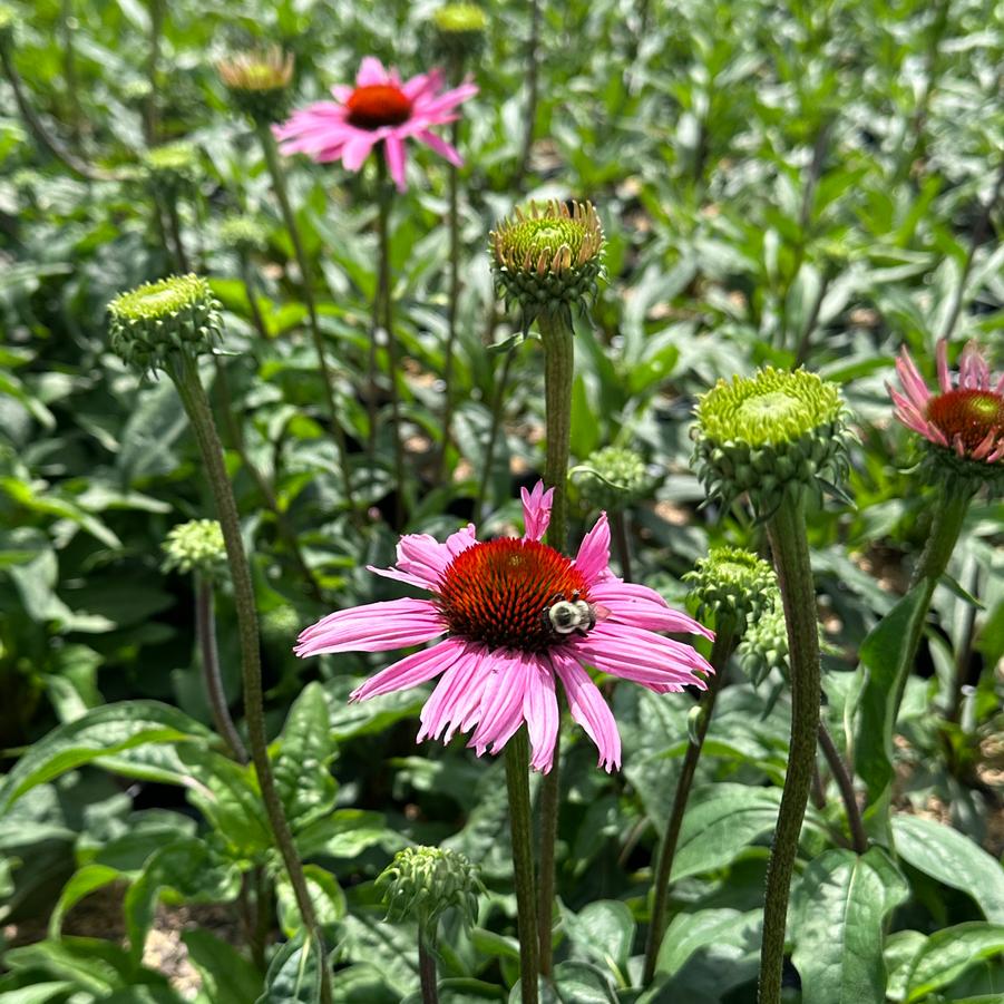 Echinacea x 'Ruby Giant' - Coneflower from Pleasant Run Nursery