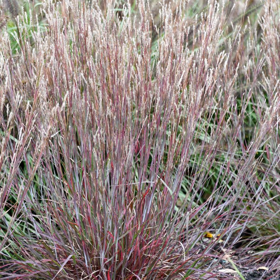 Schizachyrium scoparium 'Little Red Fox' - Photo Intrinsic Introductions