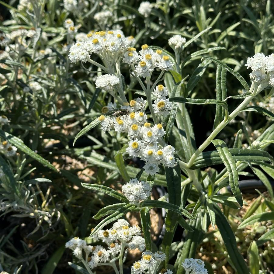 Anaphalis margaritacea - Pearly Everlasting from Pleasant Run Nursery