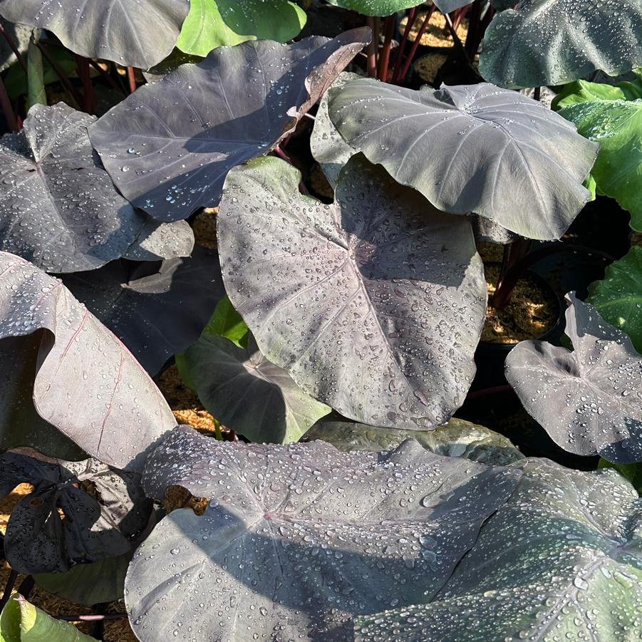 Colocasia x 'Black Swan' - Elephant Ears from Pleasant Run Nursery