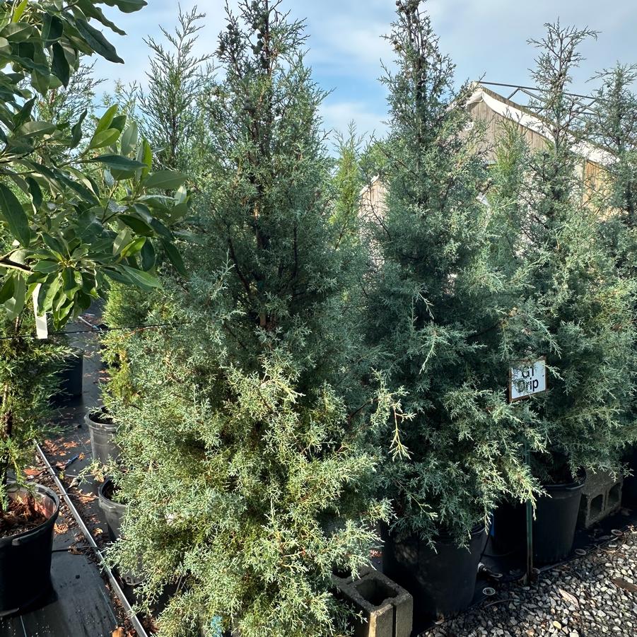 Callitropsis glabra 'Carolina-Sapphire' - Arizona Cypress from Pleasant Run Nursery
