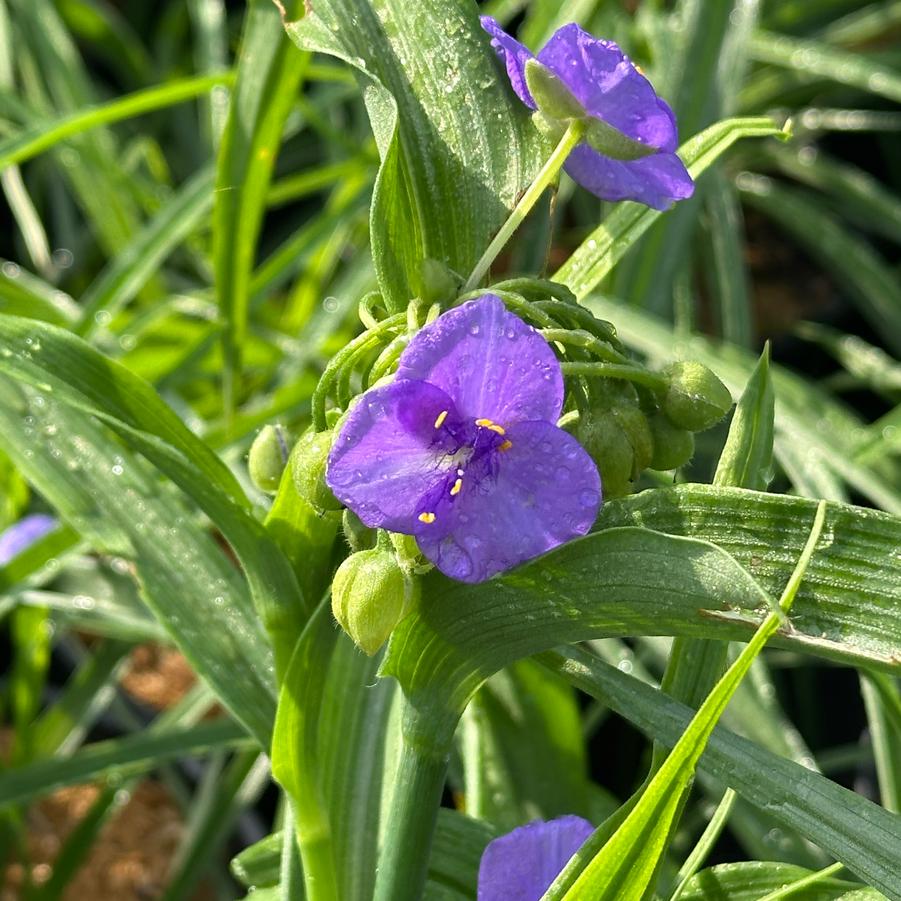 Tradescantia virginiana - Spiderwort from Pleasant Run Nursery