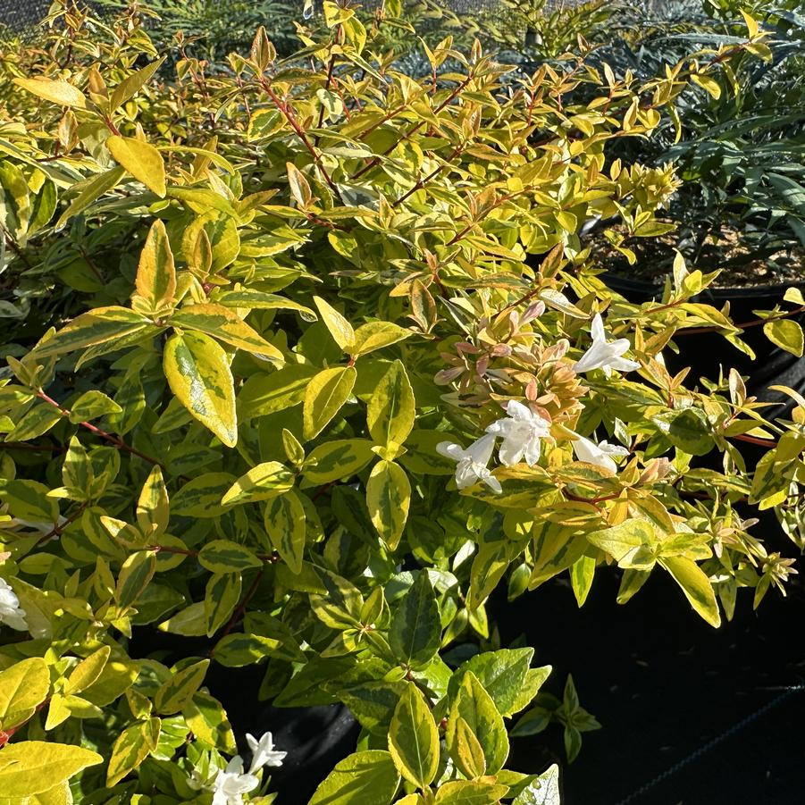 Abelia x grandiflora 'Kaleidoscope' - Abelia from Pleasant Run Nursery