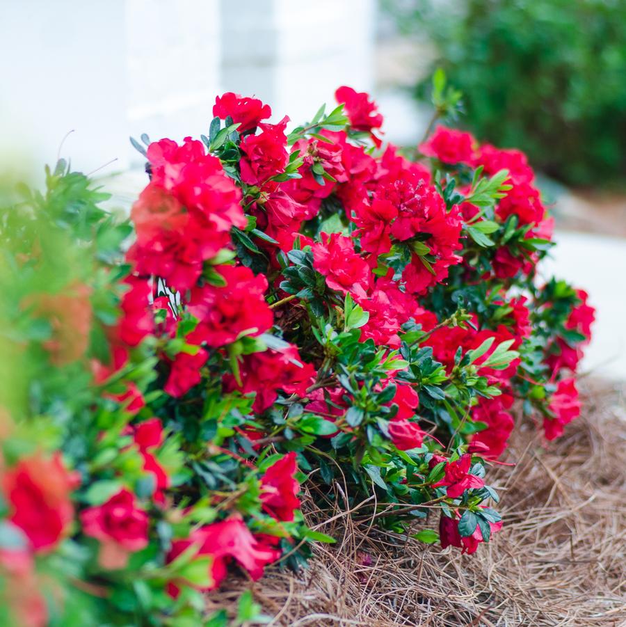 Rhododendron 'Encore® Autumn Bonfire®' - EncoreAzalea.com