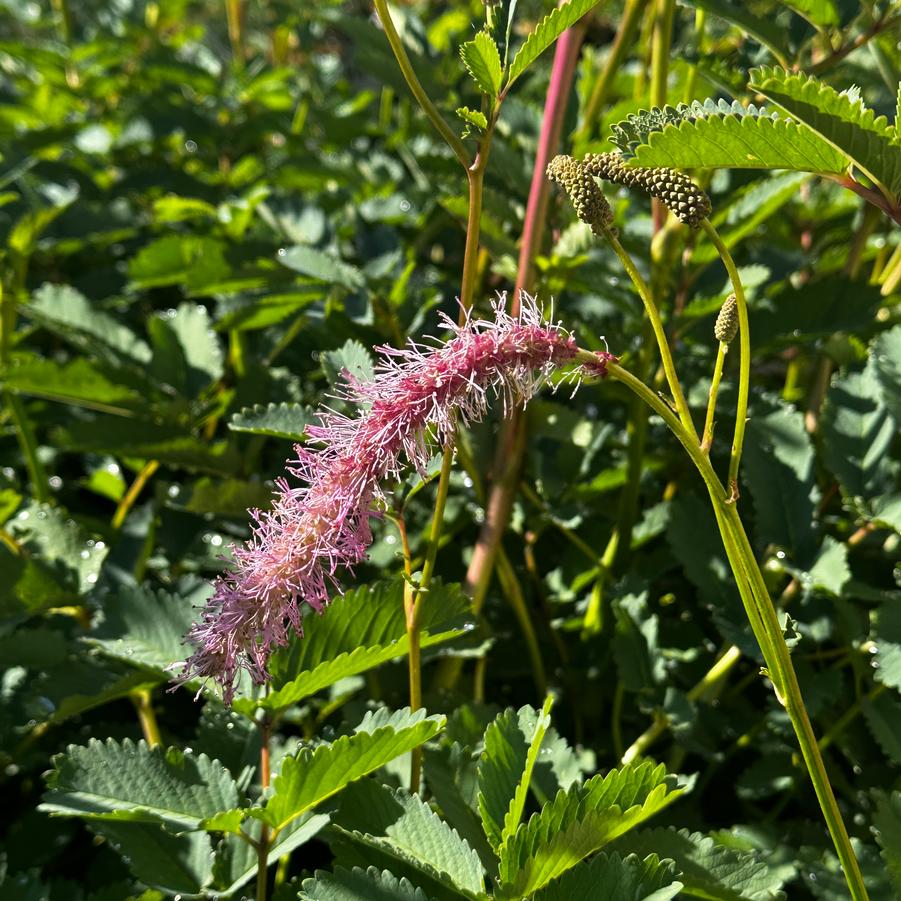 Sanguisorba hakusanensis 'Lilac Squirrel' - Burnet from Pleasant Run Nursery