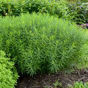 Amsonia hubrichtii 'String Theory' - Photo courtesy of Proven Winners or www.provenwinners.com