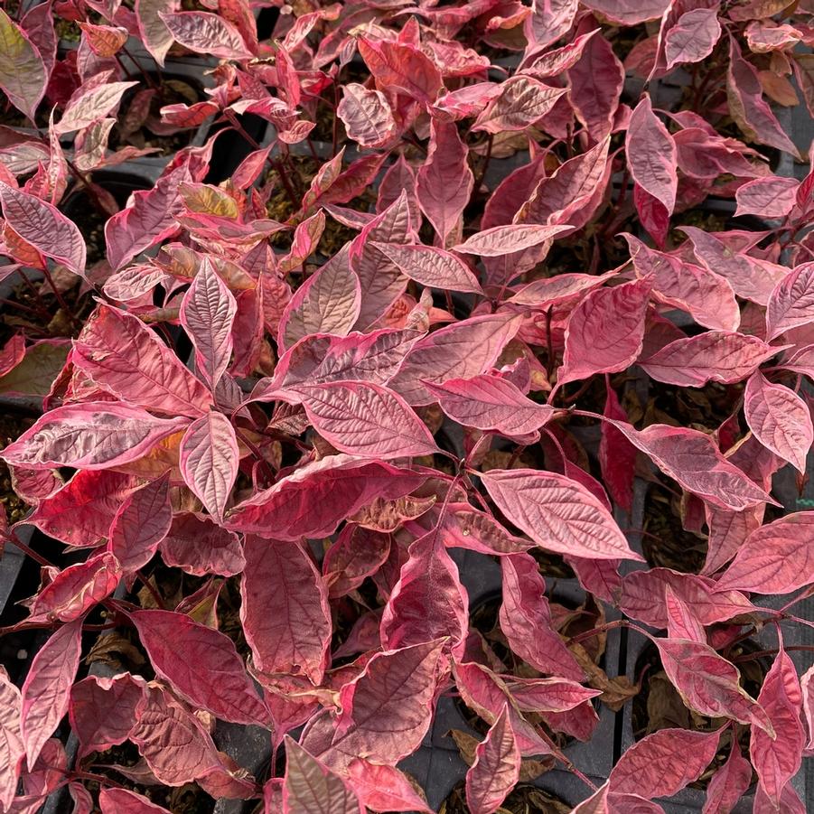 Cornus alba 'Sgt. Pepper�' - Photo courtesy of Proven Winners