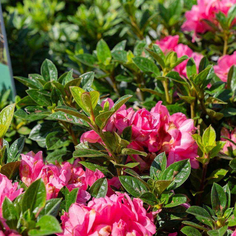 Rhododendron 'Encore Autumn Carnation' - EncoreAzalea.com