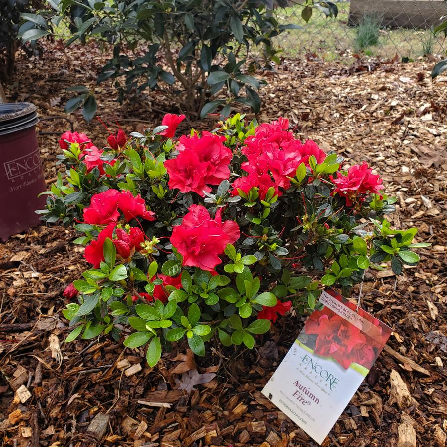 Rhododendron 'Encore Autumn Fire' - EncoreAzalea.com
