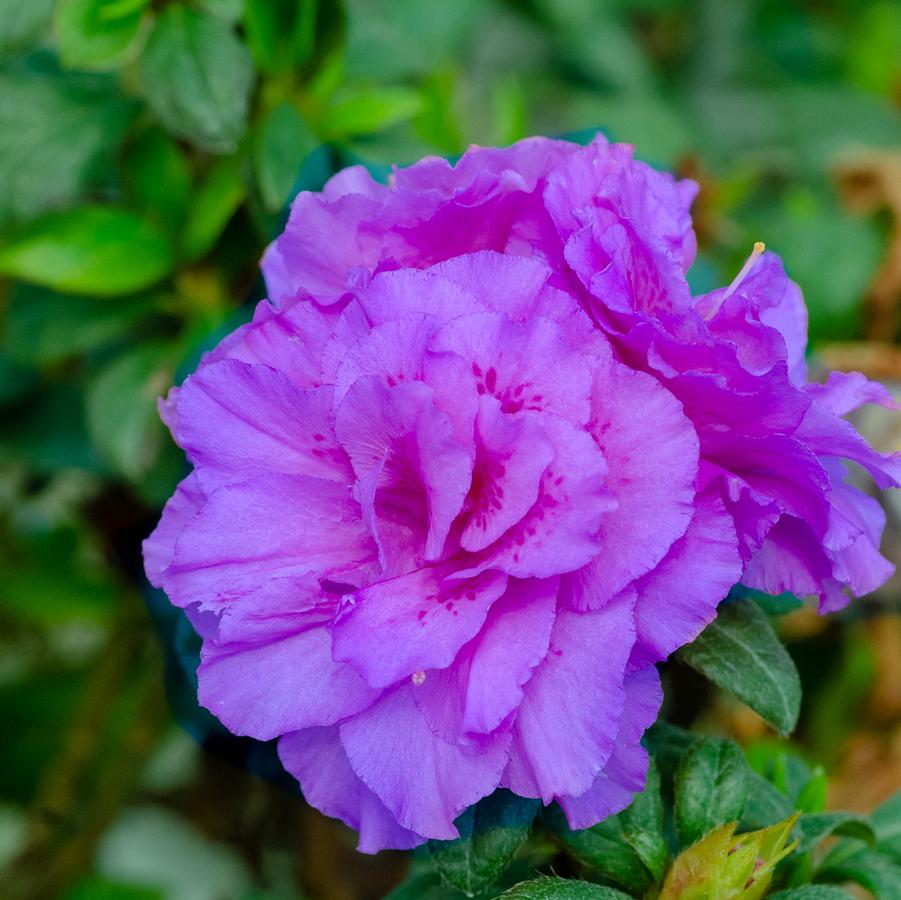 Rhododendron 'Encore Autumn Majesty' - EncoreAzalea.com