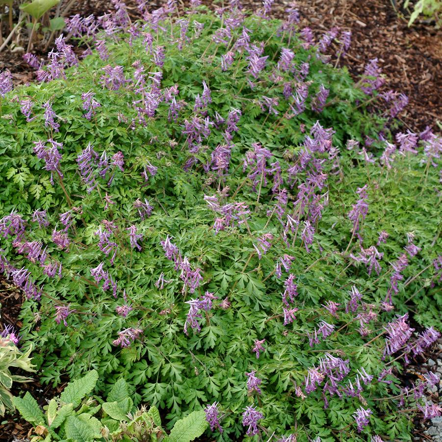 Corydalis x 'Blackberry Wine' - Photo(s) courtesy of TERRA NOVA? Nurseries, Inc.
www.terranovanurseries.com