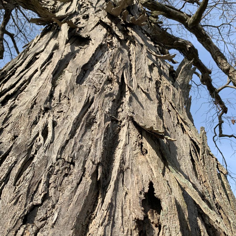 Carya ovata - Shagbark Hickory from Pleasant Run Nursery