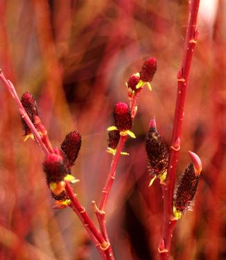 Salix melanostachys