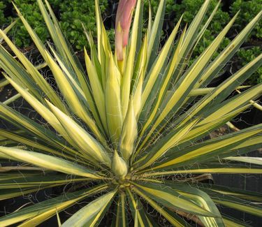 Yucca filamentosa 'Color Guard'