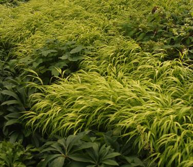 Hakonechloa macra All Gold