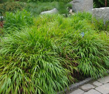 Hakonechloa macra Red Wind (@ Maine Bot Garden)
