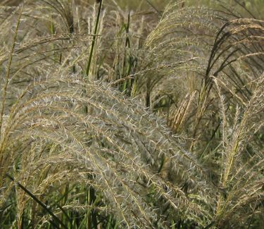 Miscanthus sinensis 'Gracillimus' - Maiden Grass (seed heads)