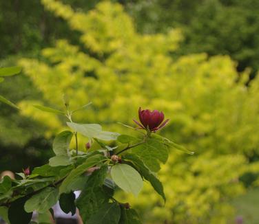 Calycanthus raulstonii Hartlage Wine (Chanticleer)