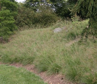 Sporobolus heterolepis - Prairie Dropseed (Chanticleer)