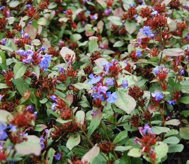 Ceratostigma plumbaginoides