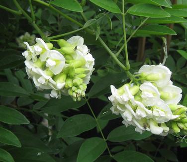 Wisteria frutescens Nivea - White American Wisteria