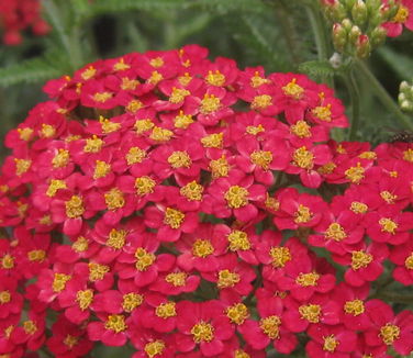 Achillea millefolium Paprika