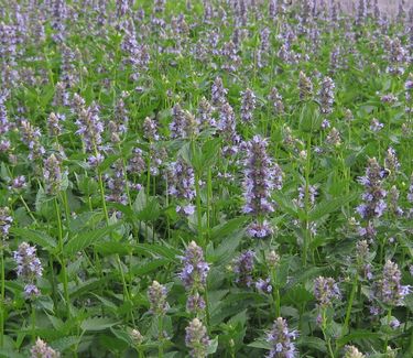 Agastache x 'Black Adder' - Anise Hyssop