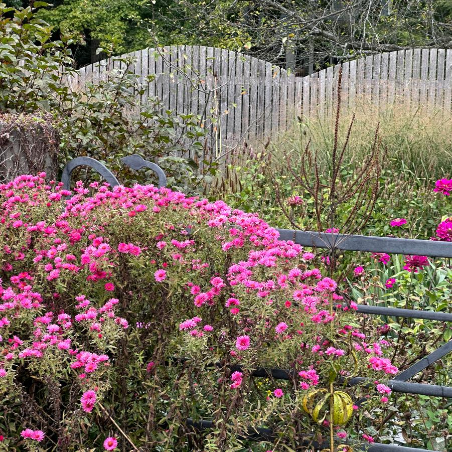 Aster novae-angliae 'Alma Potschke' - @ Cornell Botanical Gardens